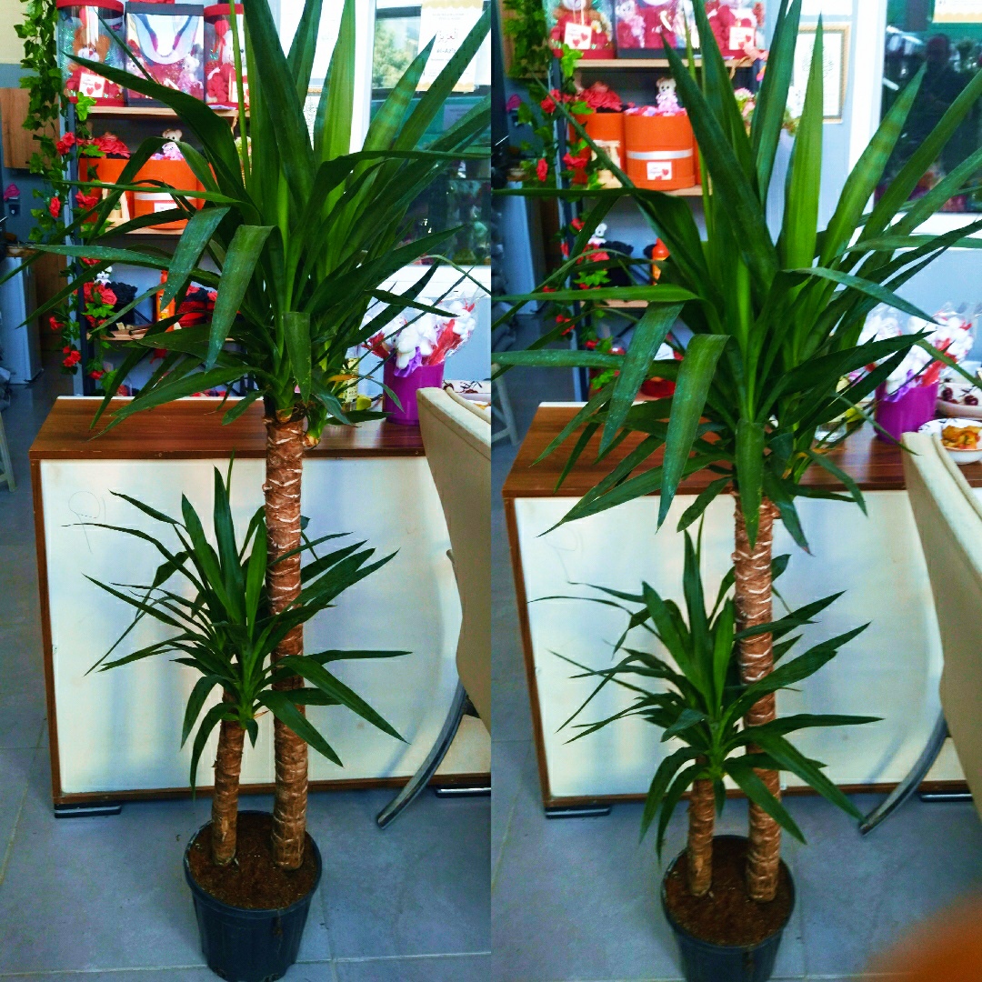 160 cm Yucca Bitkisi - Büyük Boy Ofis ve Salon Çiçeği BURSA İÇİ AYNI GÜN TESLİM