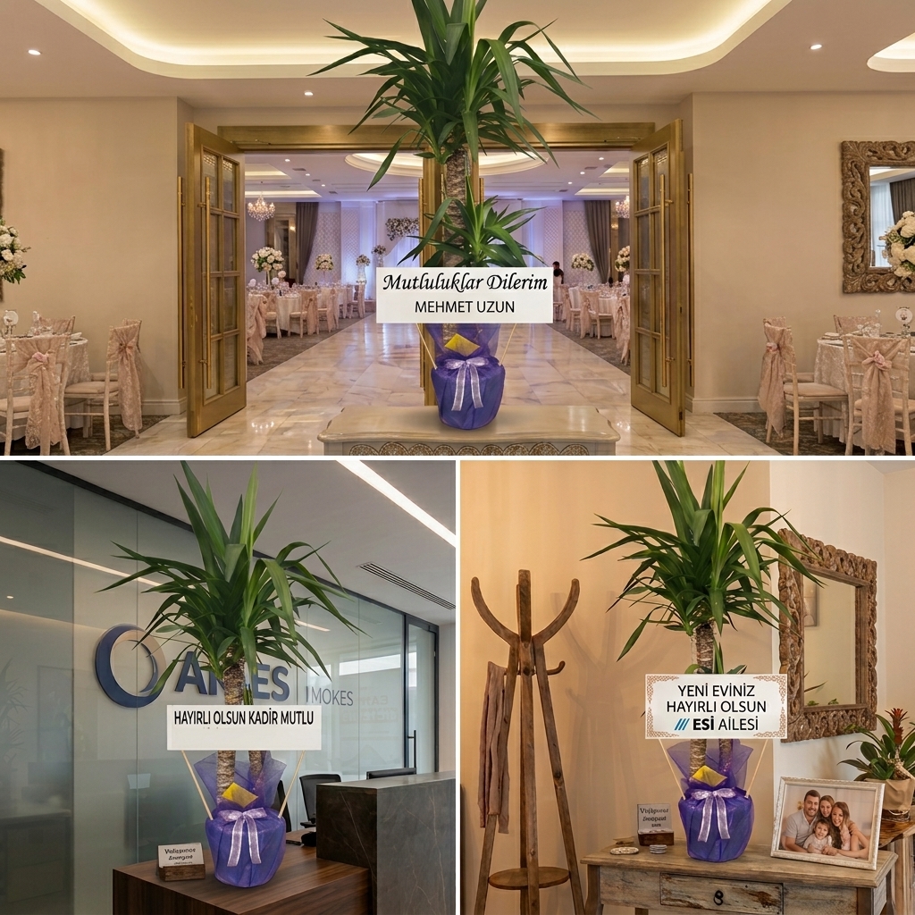 Düğün, Nişan, İş Yeri Açılışı ve Ev Hediyesi Canlı Yucca (Yuka) Salon Bitkisi bursa içi aynı gün teslimat