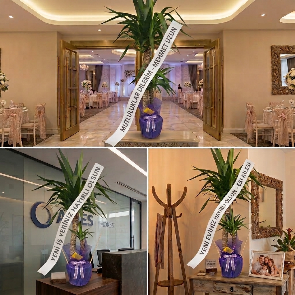 Düğün, Nişan, İş Yeri Açılışı ve Ev Hediyesi Canlı Yucca (Yuka) Salon Bitkisi