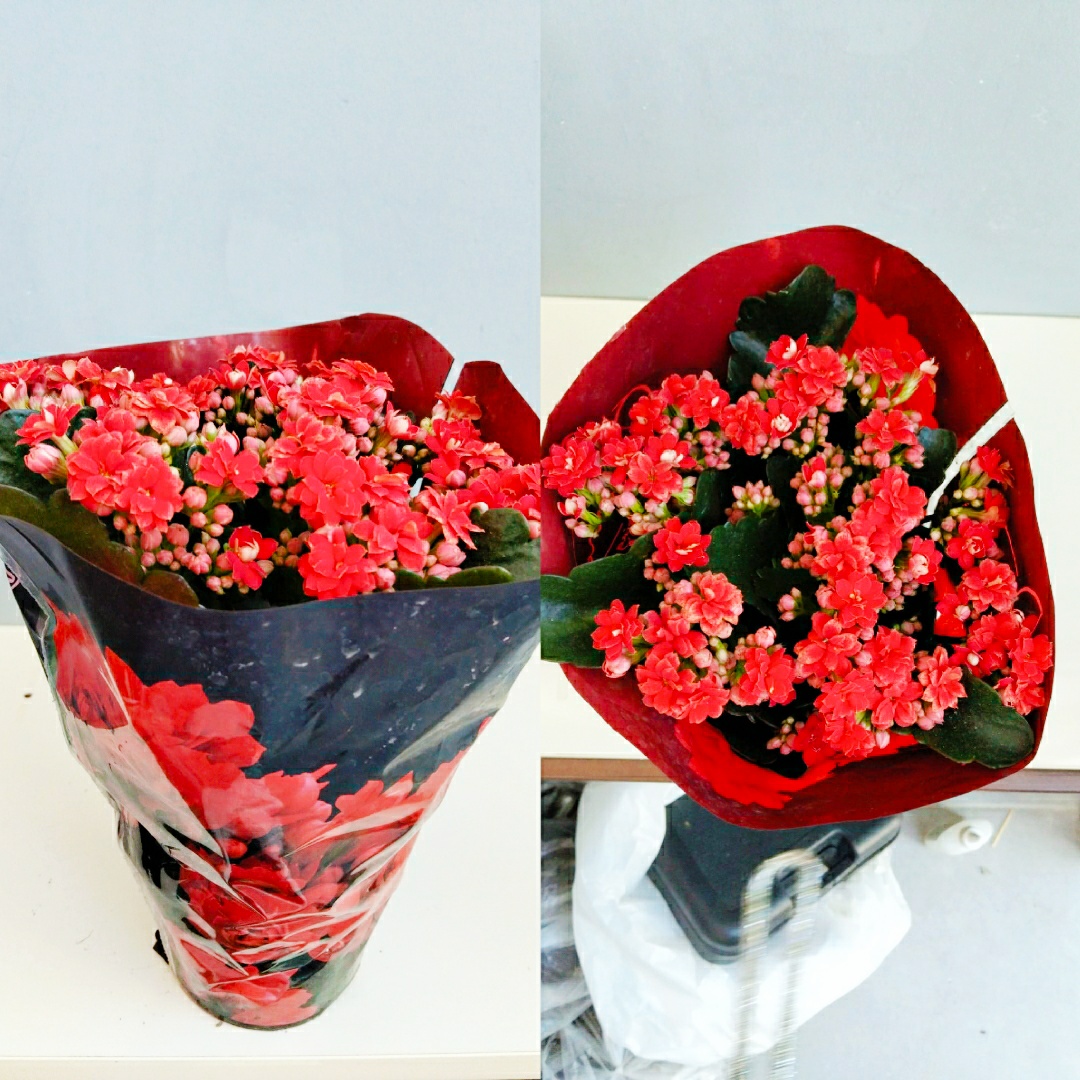 Kırmızı Kalanşo Çiçeği (Kalanchoe) – Canlı Saksı Çiçeği – Çiçekli Salon Bitkisi bursa içi aynı gün teslim