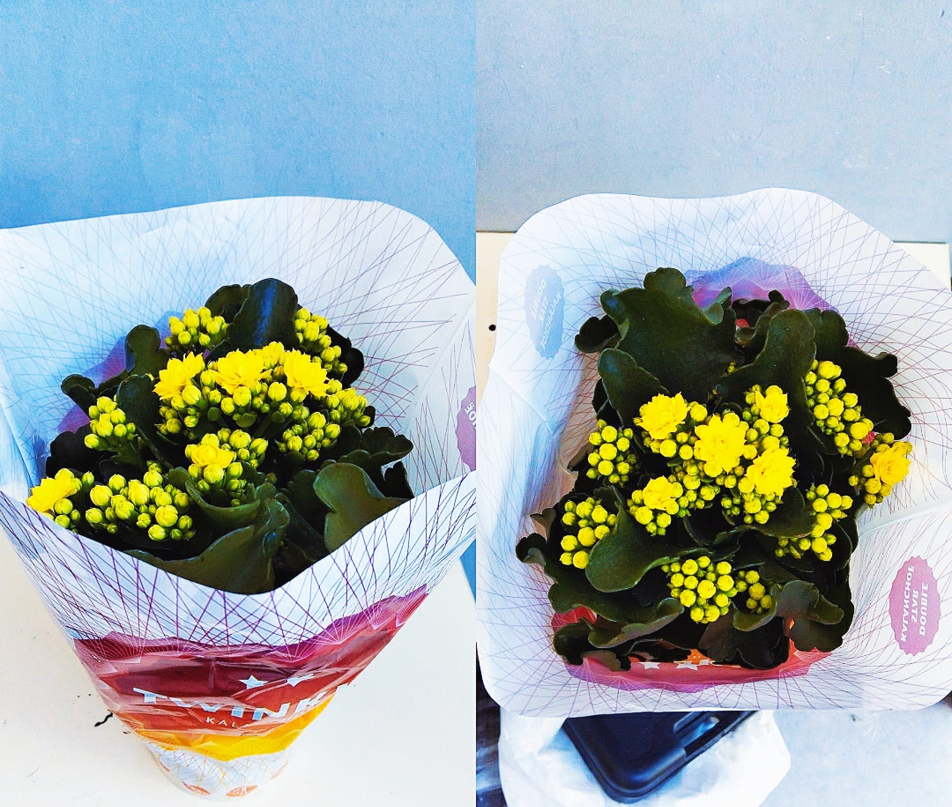 Sarı Kalanşo Çiçeği (Kalanchoe) – Canlı Saksı Çiçeği – Çiçekli Salon Bitkisi - bursa içi aynı gün teslim