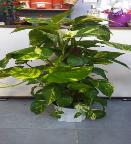 120-140 cm Salon Sarmaşığı (Pothos) – Yosun Direkli Canlı Salon Bitkisi - BURSA İÇİ AYNI GÜN TESLİM