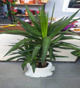 120-140 cm Yuka Bitkisi (Yucca) – Canlı Salon ve Ofis Bitkisi