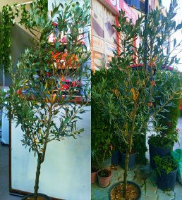 140 cm Zeytin Ağacı - Üzerinde Zeytinleri İle Bereketli Hediye