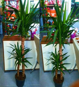 160 cm Yucca Bitkisi - Büyük Boy Ofis ve Salon Çiçeği BURSA İÇİ AYNI GÜN TESLİM
