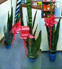 Büyük Boy Paşa Kılıcı Sansevieria Saksı Çiçeği – Ev ve Ofis Bitkisi bursa içi aynı gün teslim