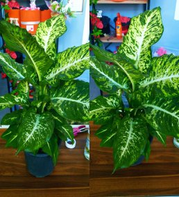 Difenbahya (Dieffenbachia) Büyük Boy Salon Bitkisi 50-60 cm BURSA İÇİ AYNI GÜN TESLİM
