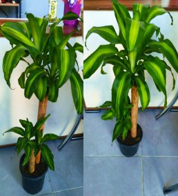 Dracaena Massangeana (Mısır Bitkisi) – Ortalama 100 cm Salon ve Ofis Bitkisi - BURSA İÇİ AYNI GÜN TESLİM