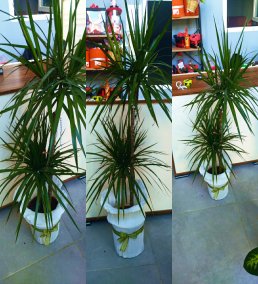 Dracena Marginata Saksılı Bitki – Ev ve Ofis Bitkisi- bursa içi aynı gün teslim