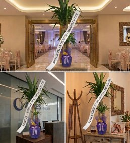 Düğün, Nişan, İş Yeri Açılışı ve Ev Hediyesi Canlı Yucca (Yuka) Salon Bitkisi