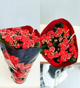 Kırmızı Kalanşo Çiçeği (Kalanchoe) – Canlı Saksı Çiçeği – Çiçekli Salon Bitkisi bursa içi aynı gün teslim